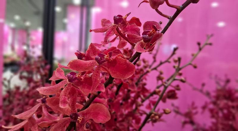 腎藥蘭 富麗紅 (圖片3)