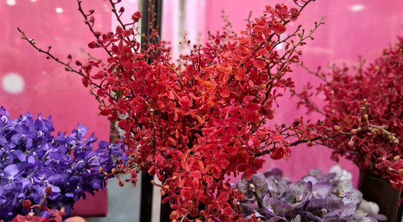 腎藥蘭 富麗紅 (圖片2)