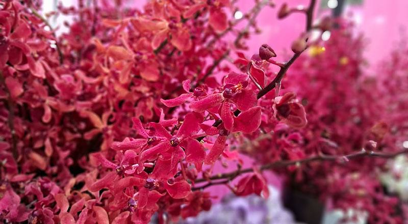 腎藥蘭 富麗紅 (圖片4)