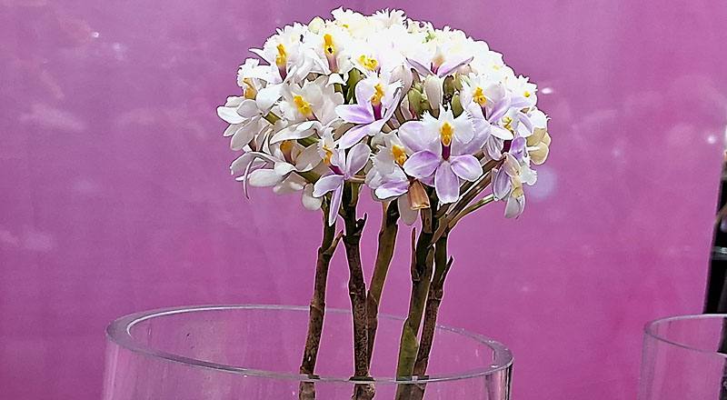 樹蘭 白 (圖片2)