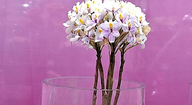 樹蘭 白 (圖片1)