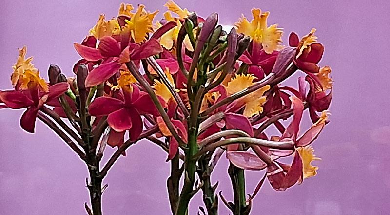 樹蘭 紅 (圖片2)