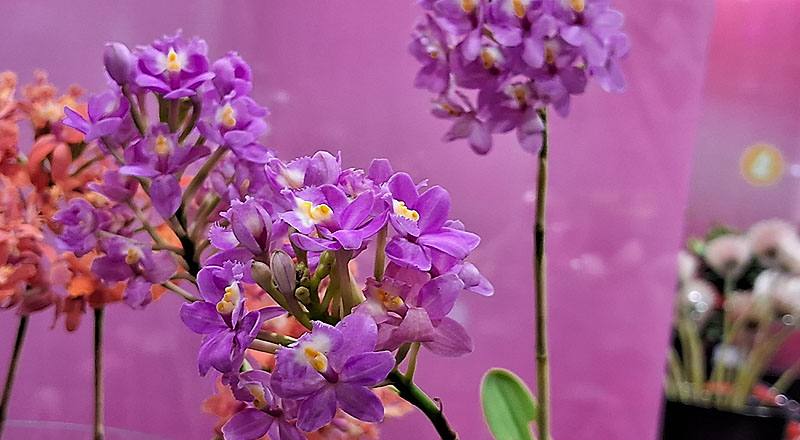 樹蘭 粉 (圖片2)