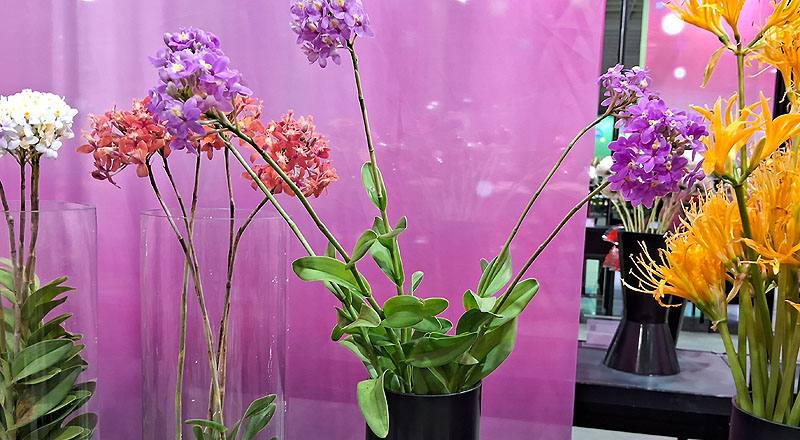 樹蘭 粉 (圖片1)