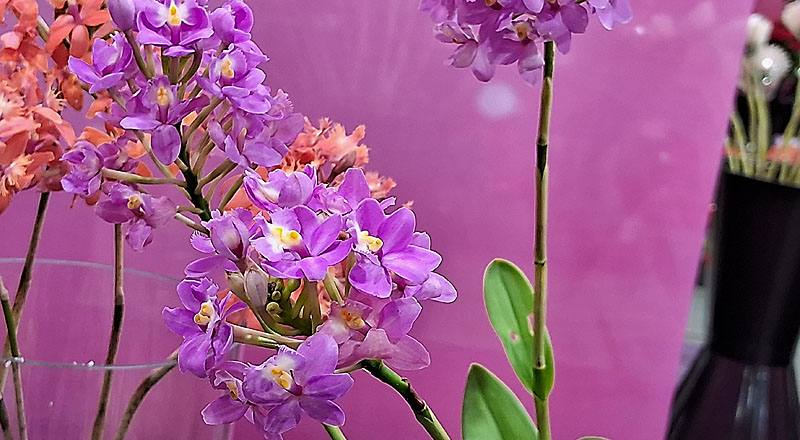 樹蘭 粉 (圖片3)