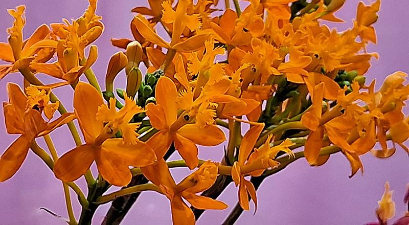 樹蘭 橘 (圖片1)