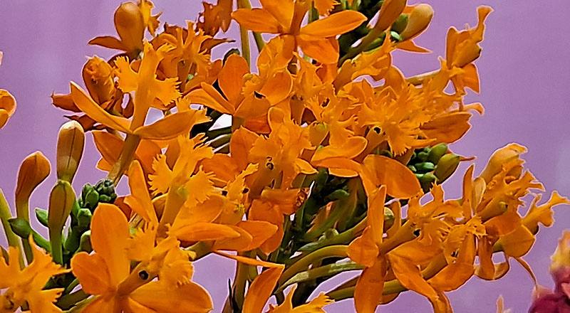 樹蘭 橘 (圖片2)