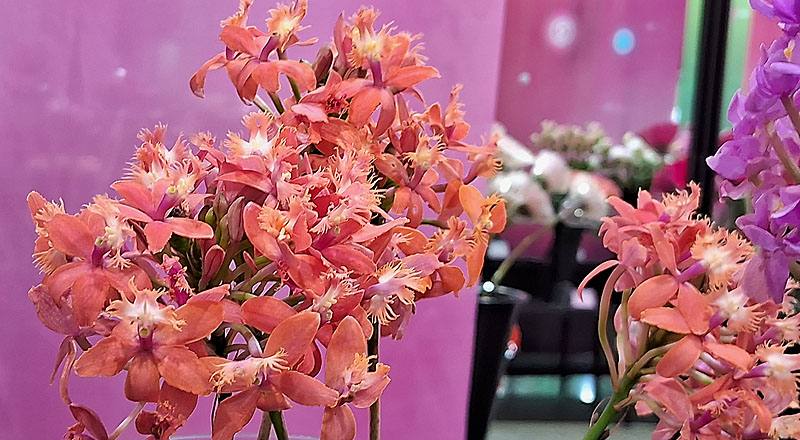 樹蘭 橘粉 實拍圖片1