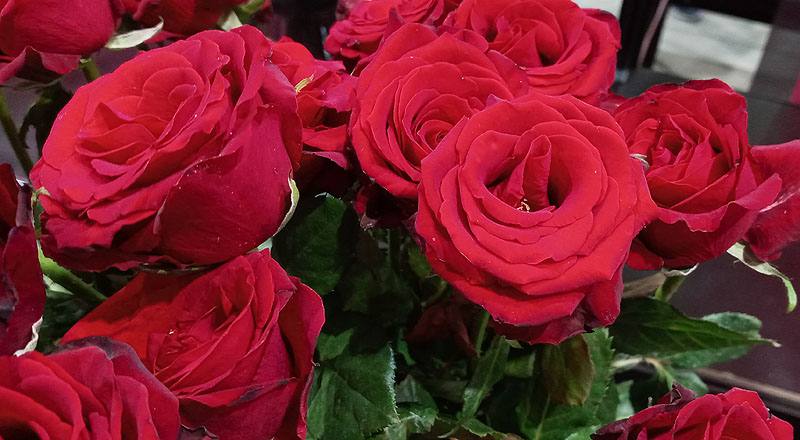 玫瑰 萬年紅 (圖片6)