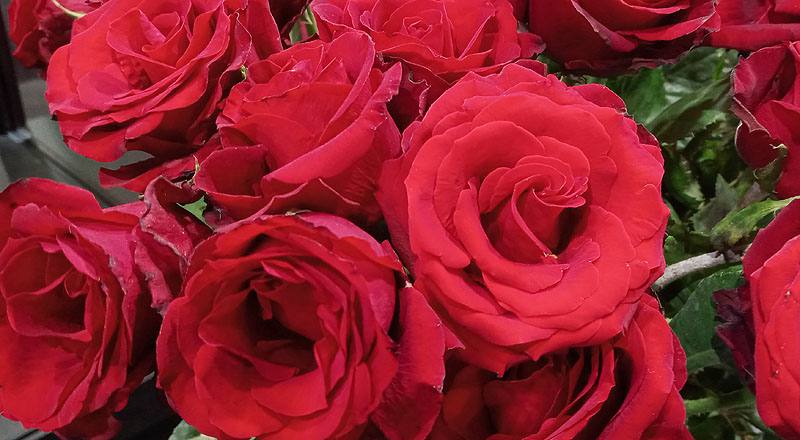 玫瑰 萬年紅 (圖片5)