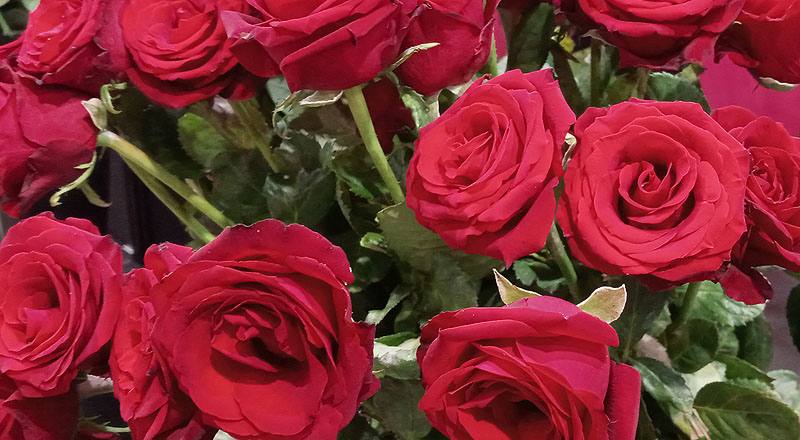 玫瑰 萬年紅 (圖片2)