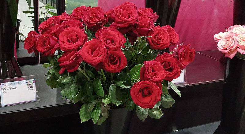 玫瑰 萬年紅 (圖片1)