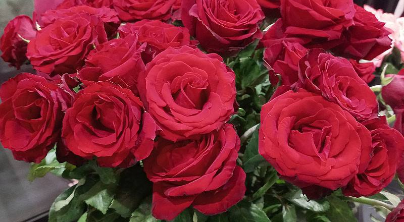 玫瑰 萬年紅 (圖片3)