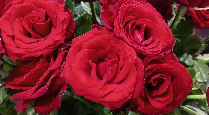 玫瑰 萬年紅 (圖片4)