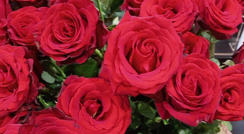 玫瑰 萬年紅 (圖片7)