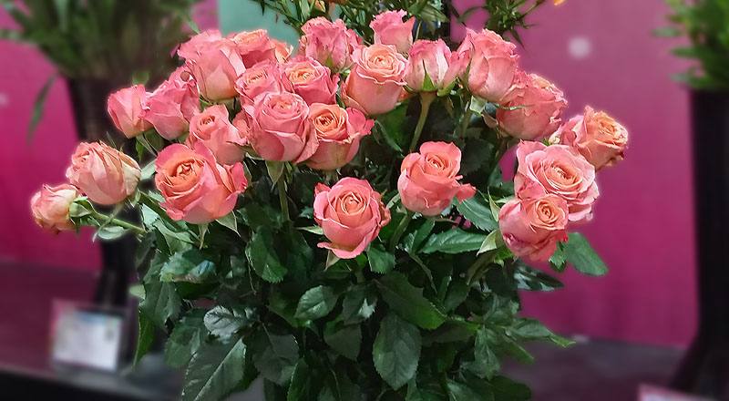 玫瑰 香吉士 (圖片2)