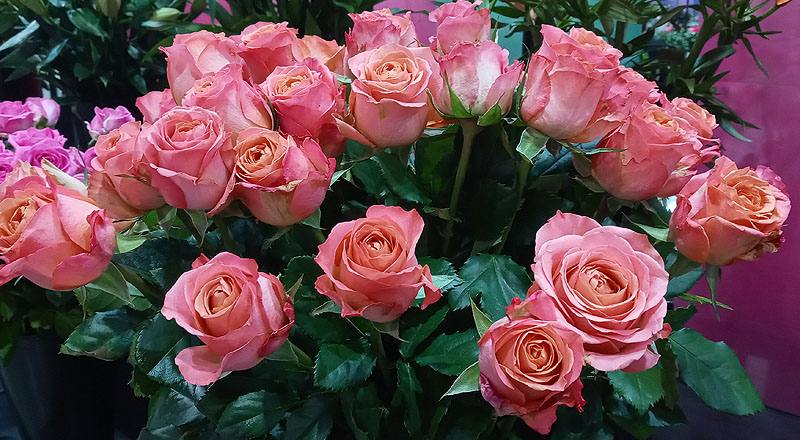 玫瑰 香吉士 (圖片3)