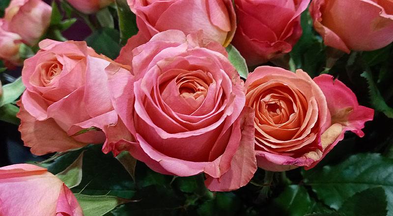 玫瑰 香吉士 (圖片7)