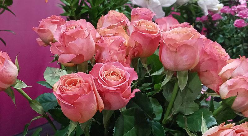 玫瑰 香吉士 (圖片5)