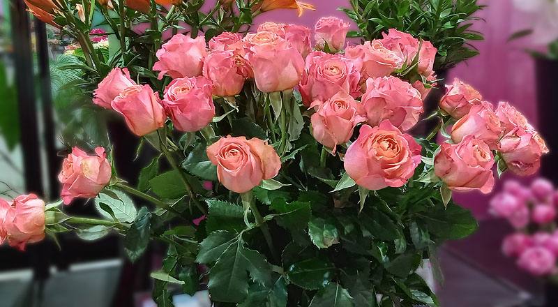 玫瑰 香吉士 (圖片1)