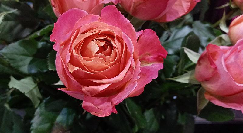 玫瑰 香吉士 (圖片6)