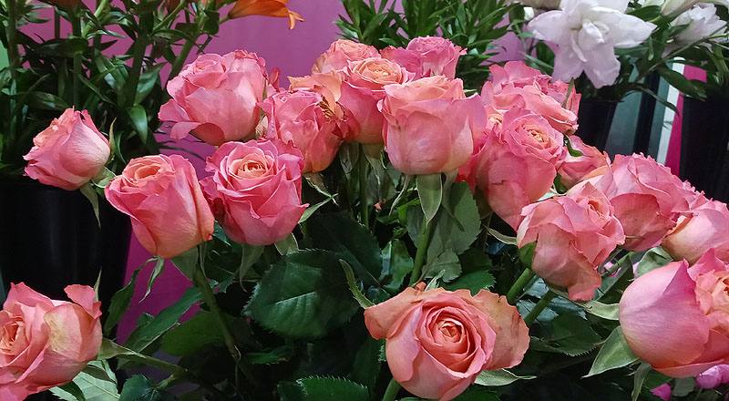 玫瑰 香吉士 (圖片4)