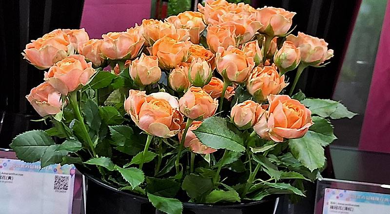 玫瑰 鑽石黃 (圖片1)