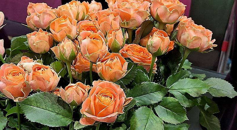 玫瑰 鑽石黃 (圖片3)