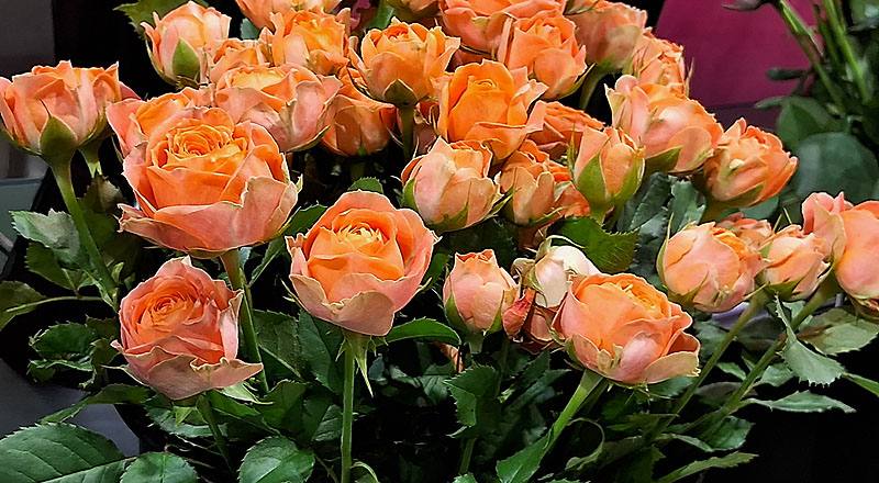 玫瑰 鑽石黃 (圖片2)