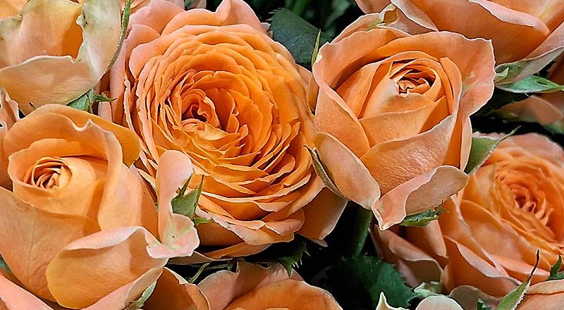 玫瑰 鑽石黃 (圖片4)