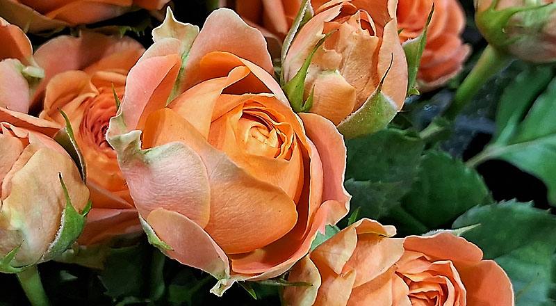 玫瑰 鑽石黃 (圖片5)