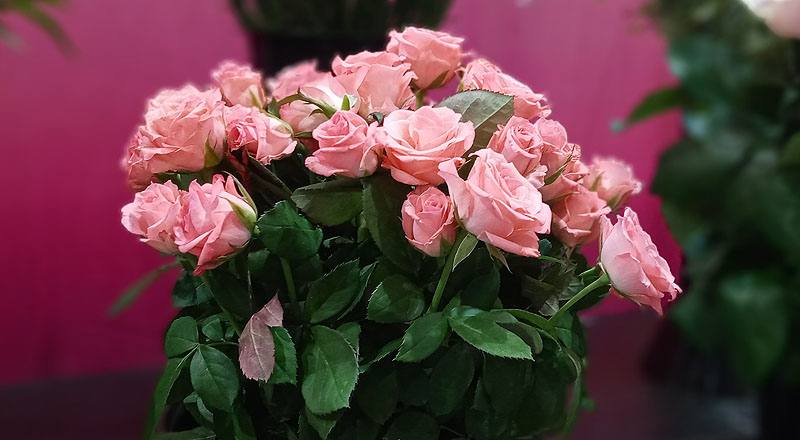 玫瑰 黛安娜粉 (圖片1)