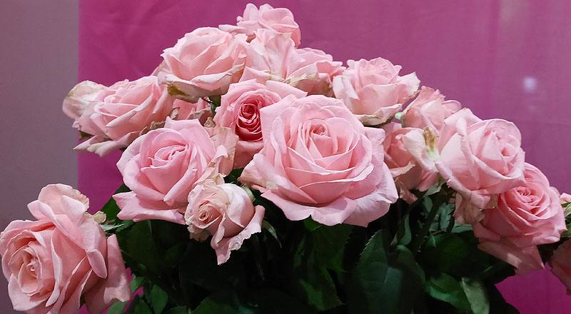 玫瑰 黛安娜粉 (圖片3)