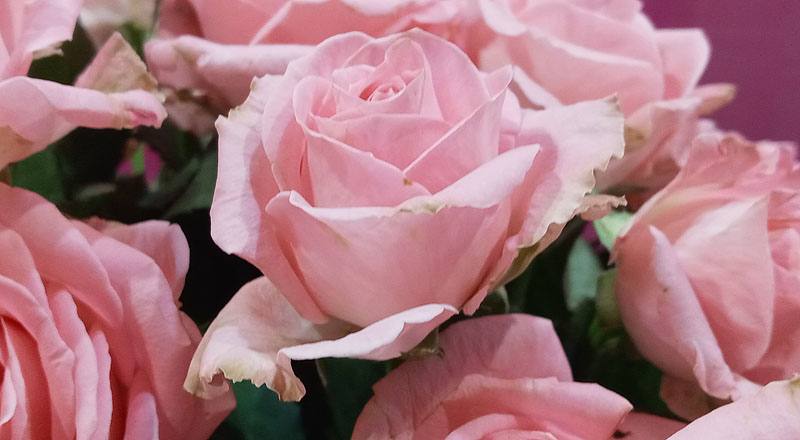 玫瑰 黛安娜粉 (圖片5)