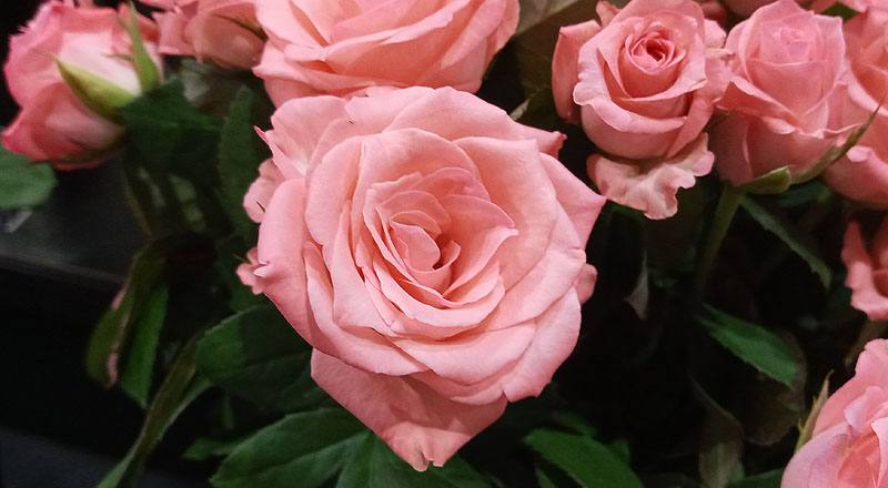 玫瑰 黛安娜粉 (圖片7)