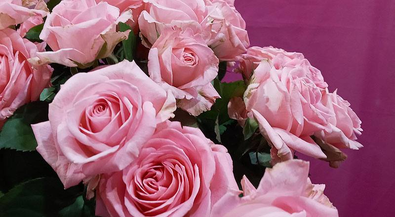 玫瑰 黛安娜粉 (圖片4)