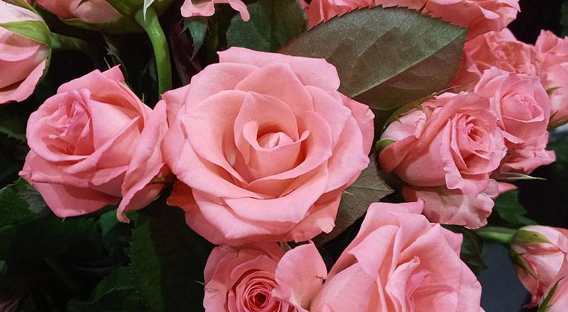 玫瑰 黛安娜粉 (圖片8)