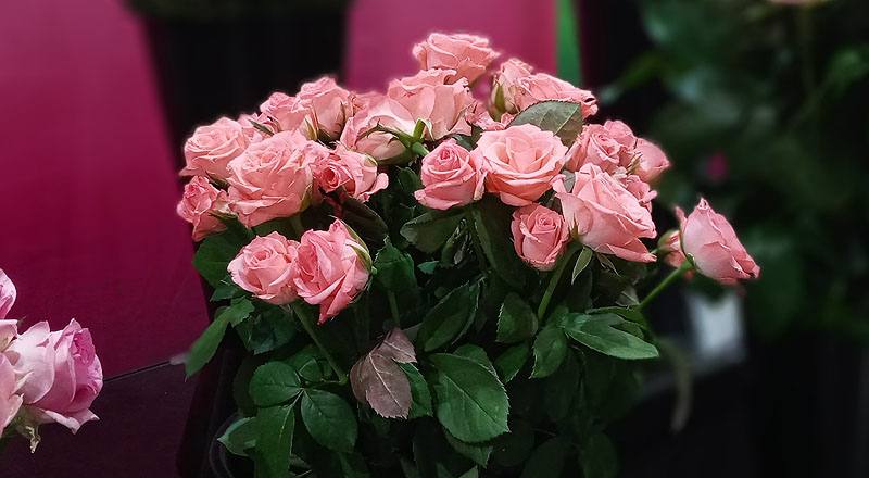 玫瑰 黛安娜粉 (圖片2)