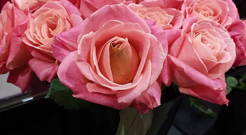 玫瑰 卡蜜拉 (圖片5)