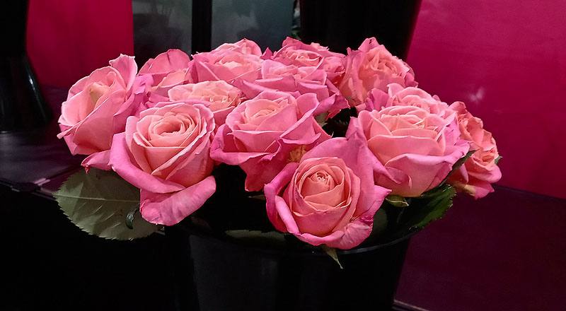 玫瑰 卡蜜拉 (圖片2)