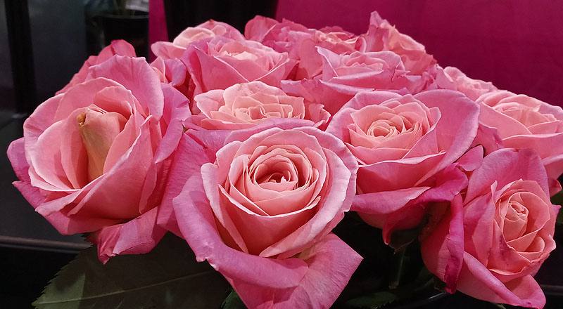 玫瑰 卡蜜拉 (圖片3)