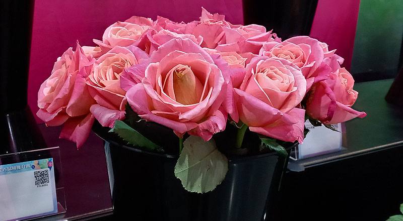 玫瑰 卡蜜拉 (圖片1)