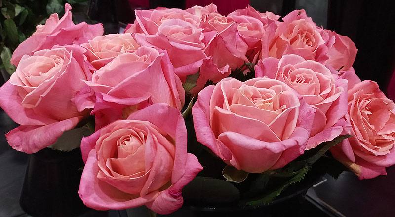 玫瑰 卡蜜拉 (圖片4)