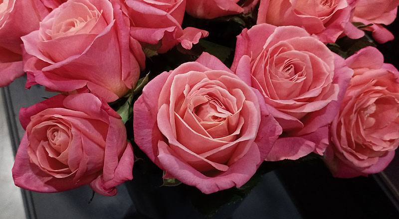 玫瑰 卡蜜拉 (圖片6)