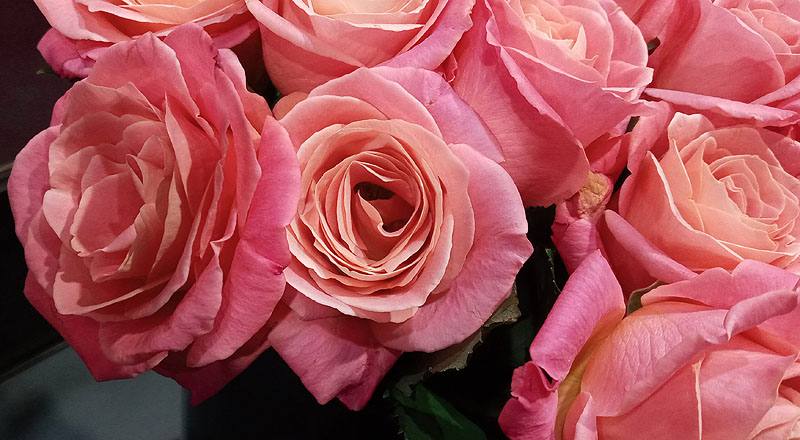 玫瑰 卡蜜拉 (圖片7)