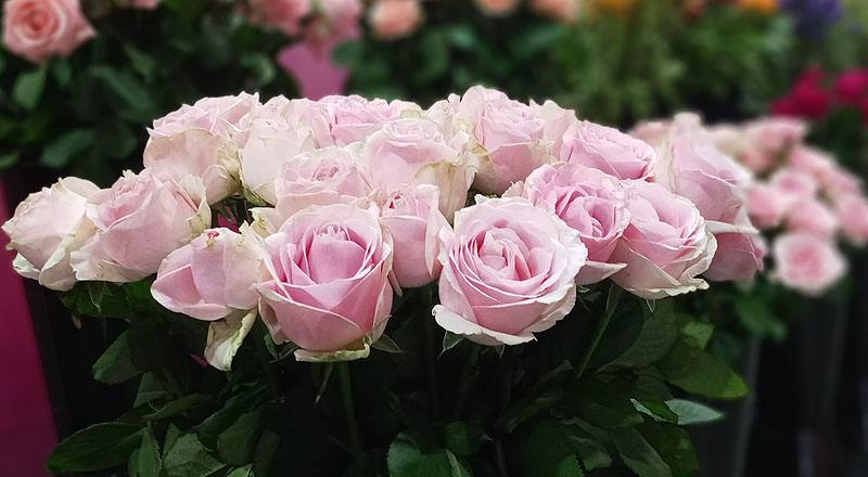 玫瑰 翡翠粉 (圖片7)