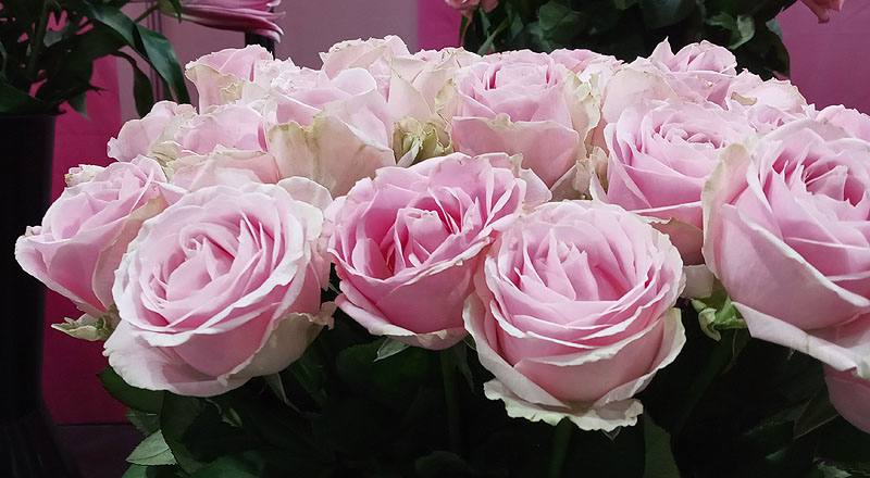 玫瑰 翡翠粉 (圖片3)