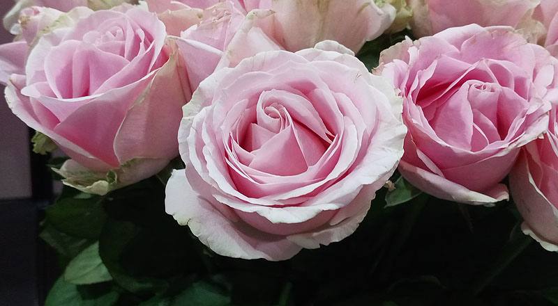 玫瑰 翡翠粉 (圖片5)