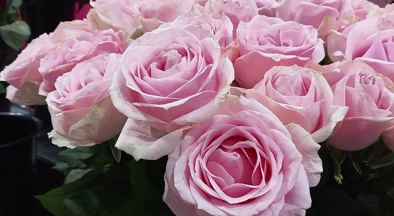 玫瑰 翡翠粉 (圖片4)