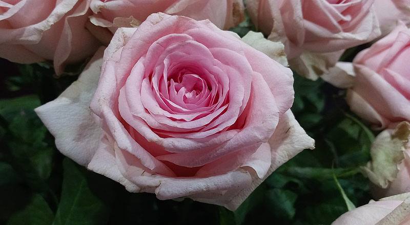 玫瑰 維納斯 (圖片5)